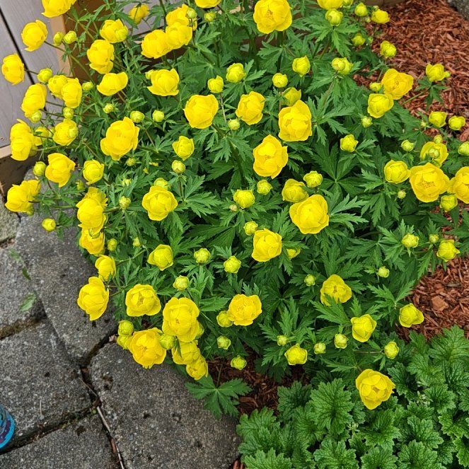 Photo of the plant species Globeflower by @FabSeasandwort named Maya on Greg, the plant care app