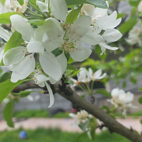Photo of the plant species Malus Sylvestris by @FabSeasandwort named Daphne on Greg, the plant care app