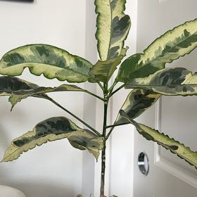 Photo of the plant species Croton Tamara by @Brink named Sigmund on Greg, the plant care app