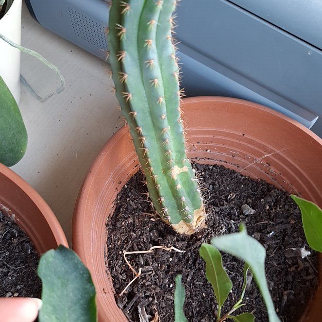 Photo of the plant species Bolivian Torch Cactus by @HonoredHarebell named Einstein on Greg, the plant care app