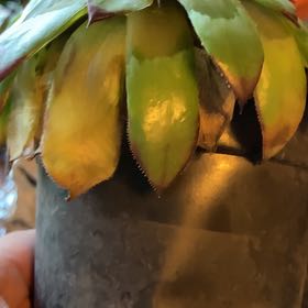 Photo of the plant species Great Honeywort by @JocularPinetree named Gomez on Greg, the plant care app