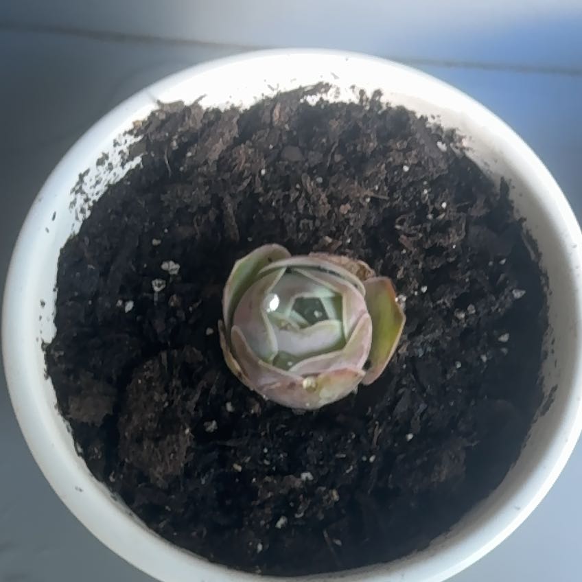 Photo of the plant species Pink Mountain Rose by @SereneCapnoides named Sol on Greg, the plant care app