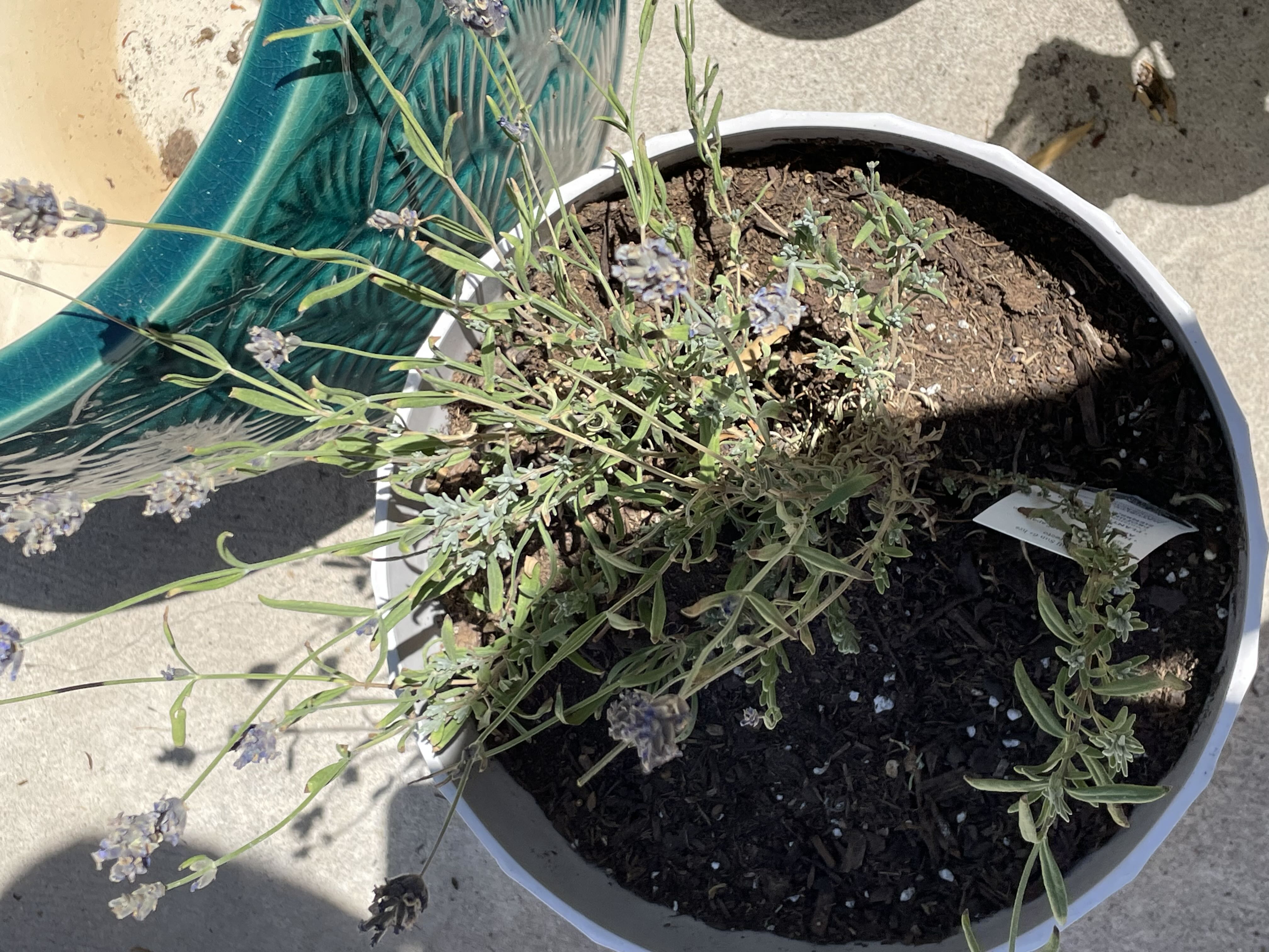 I think I may have overwatered my lavender:( Does that br...