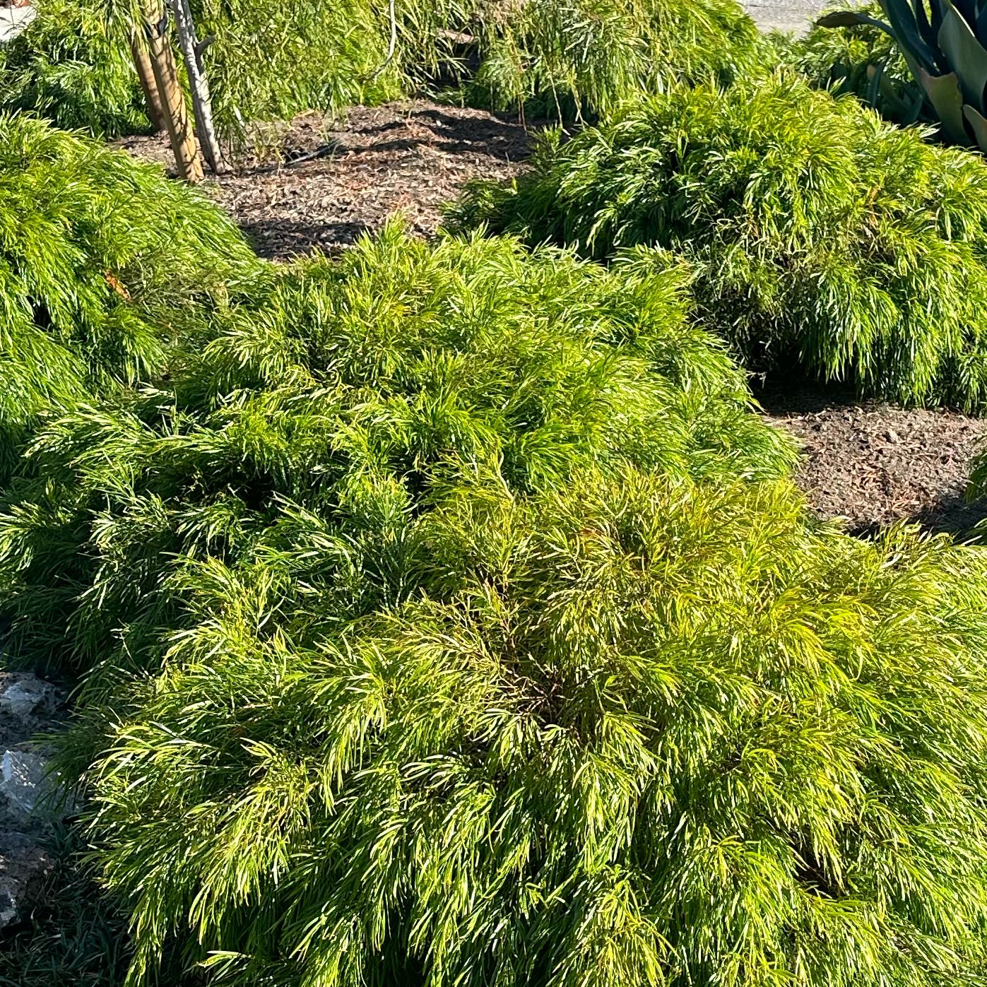Photo of the plant species bower wattle by @SleekCanadalily named Sigmund on Greg, the plant care app