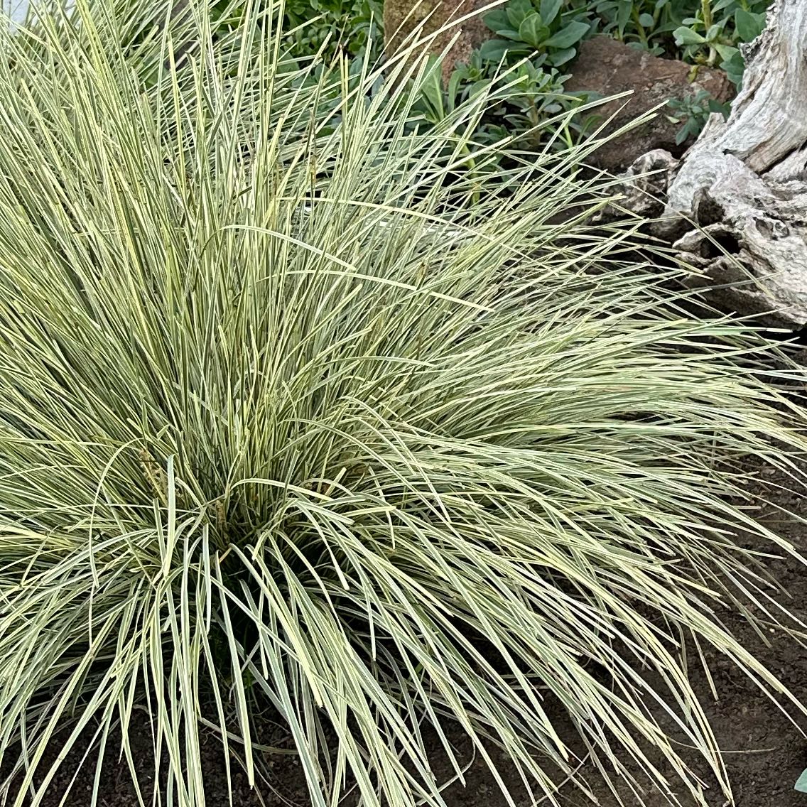 Photo of the plant species Spiny-Head Mat-Rush by @SleekCanadalily named Gomez on Greg, the plant care app