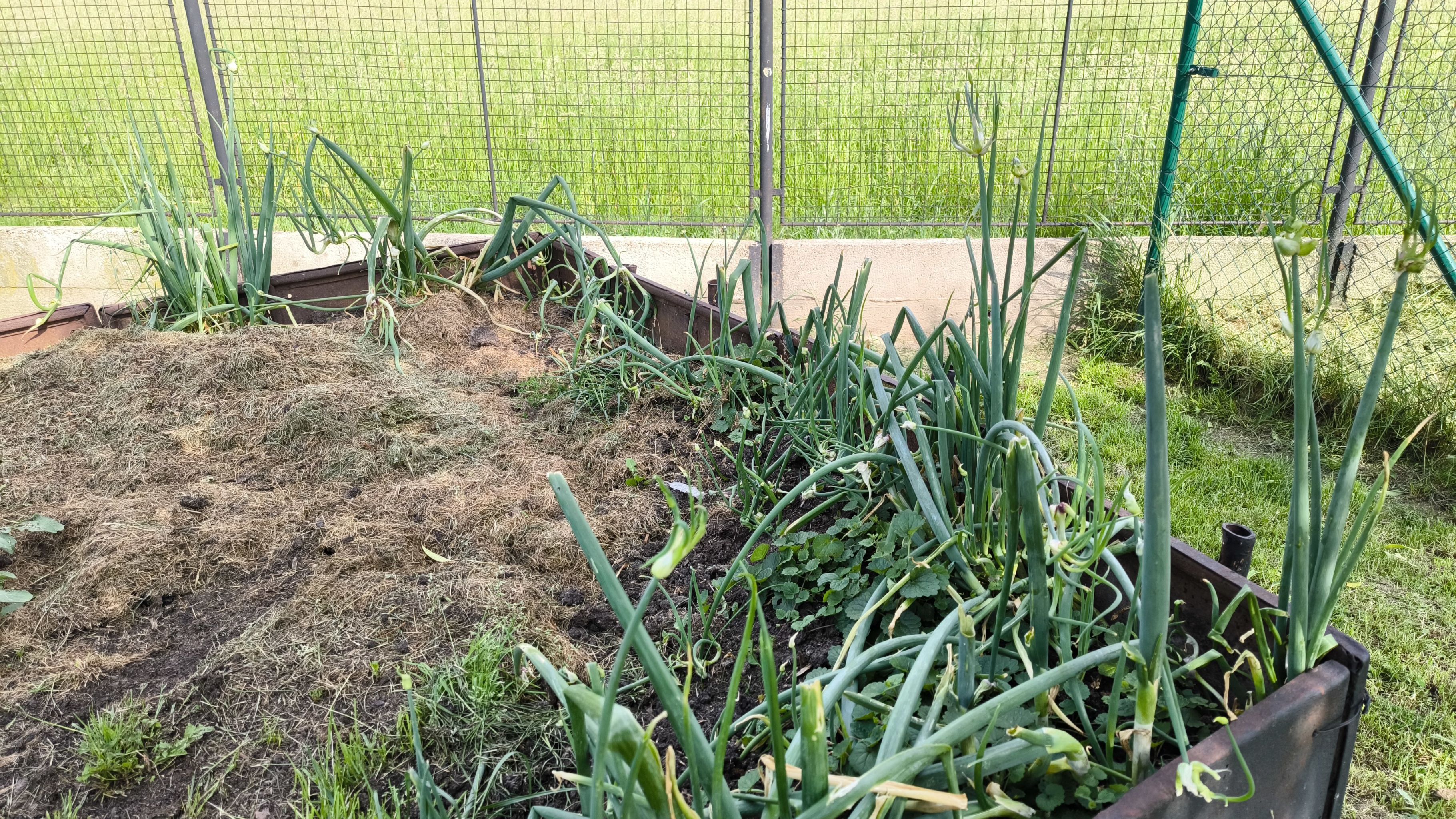 Photo of the plant species Tree Onion by @AlertPalafoxia named Walt on Greg, the plant care app