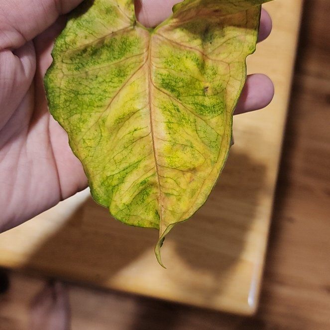 Photo of the plant species Mango Allusion Arrowhead Plant by @PureMiniorchid named Coco on Greg, the plant care app