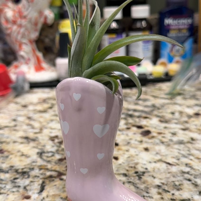Photo of the plant species Tillandsia Capitata Yellow by @helennmarie named Xena on Greg, the plant care app