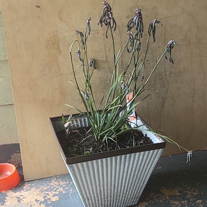 Plant care for Wachendorfia paniculata on Greg, the plant care app