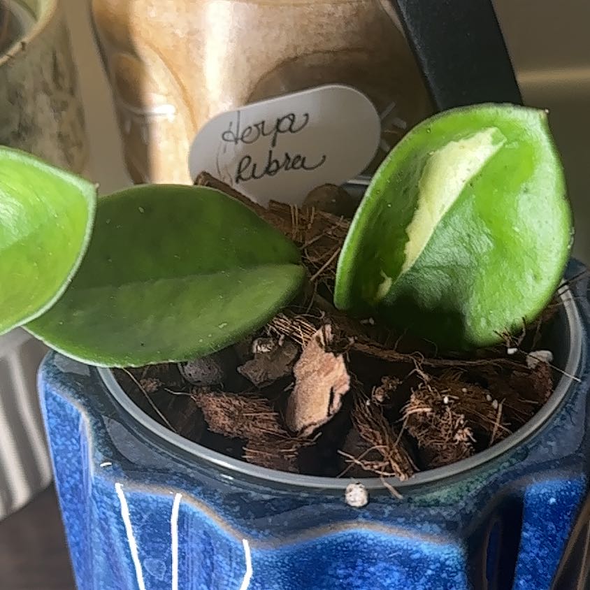 Photo of the plant species Hoya Rubra by @ImportantSuncup named Sahara on Greg, the plant care app
