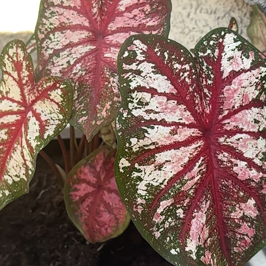 Photo of the plant species Heart to Heart 'Bottle Rocket' Caladium by @SunflowerOpssum named Roger on Greg, the plant care app