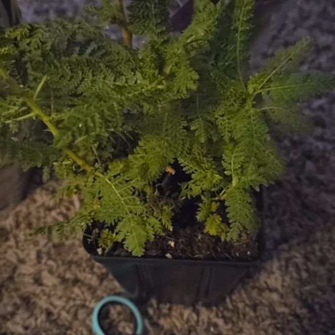 Photo of the plant species Desert Sweet by @RadMystysalvia named ChloroPhil on Greg, the plant care app
