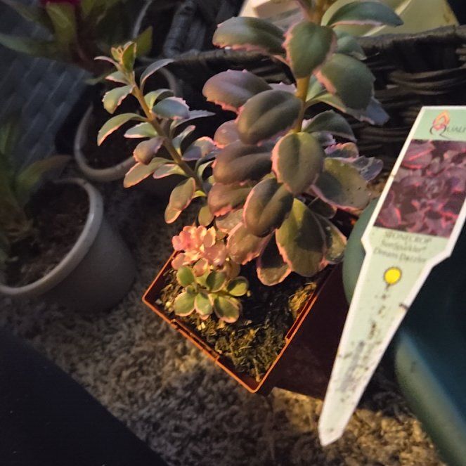 Photo of the plant species Dream Dazzler Stonecrop by @RadMystysalvia named Foxxy on Greg, the plant care app