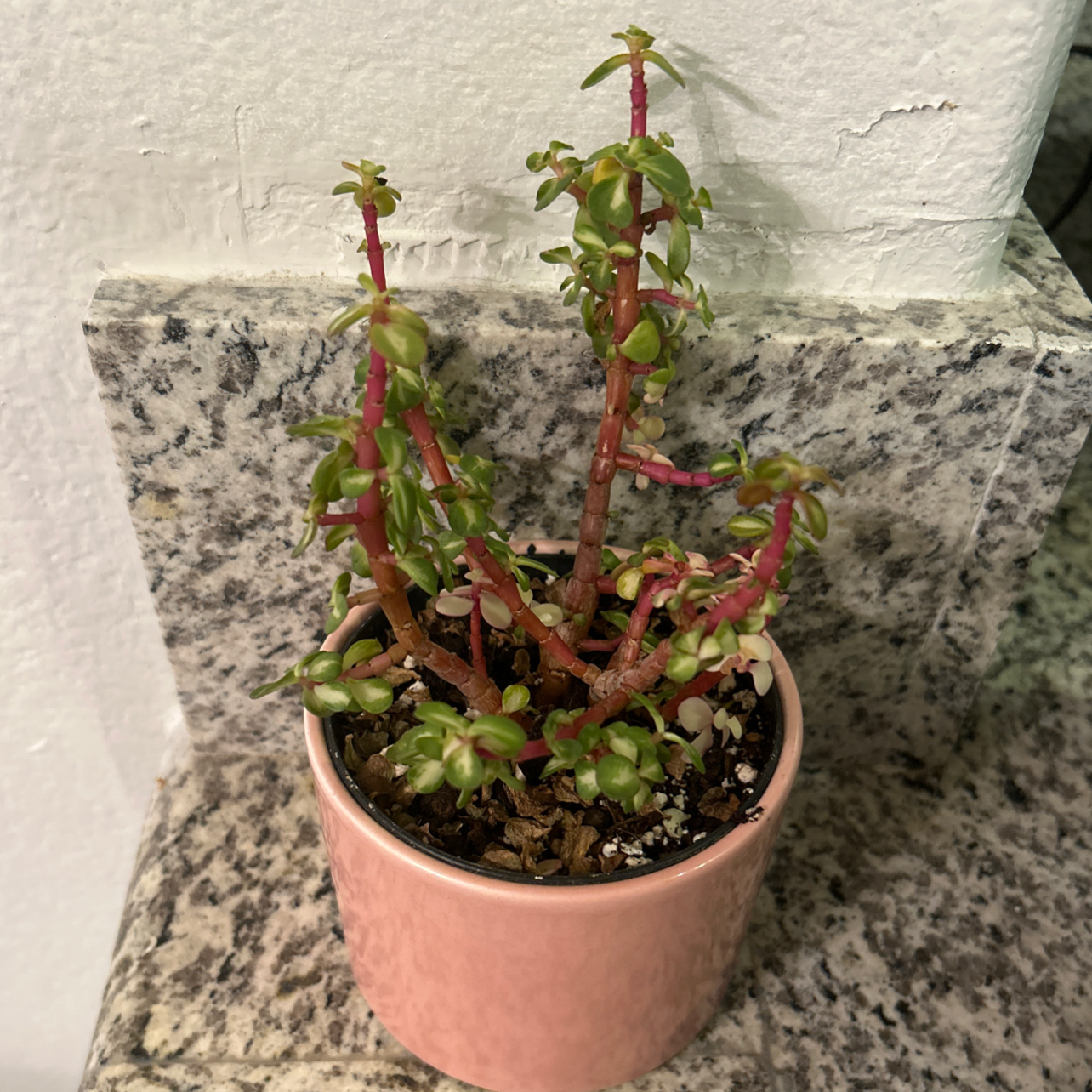 Photo of the plant species Elephant Bush by @Sissycortina named Garn on Greg, the plant care app