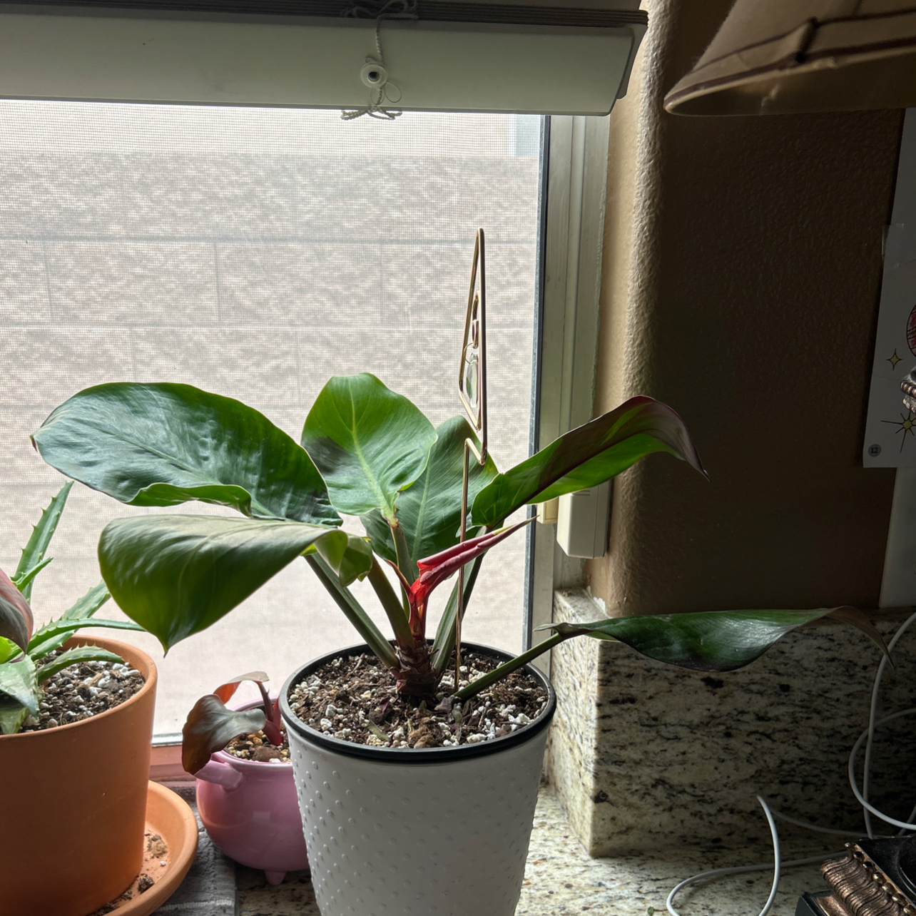 Photo of the plant species Yellow Flame Philodendron by @Sissycortina named Galleon on Greg, the plant care app
