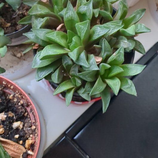 Photo of the plant species Haworthia mirabilis subsp. mundula by @SportLorinseria named Rosa on Greg, the plant care app