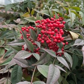 Photo of the plant species Sacred Bamboo by @GodlyWoodnettle named Taylor Swift on Greg, the plant care app