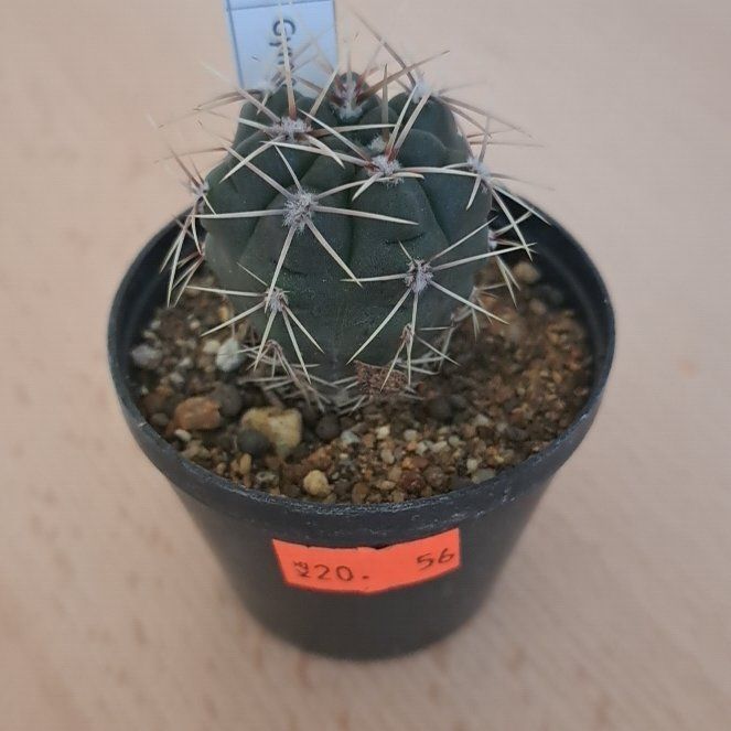 Photo of the plant species Gymnocalycium cardenasianum by @DelightedHope named Dolores on Greg, the plant care app