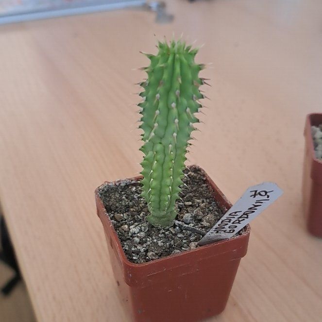 Photo of the plant species Bushman's Hat by @DelightedHope named Stella on Greg, the plant care app