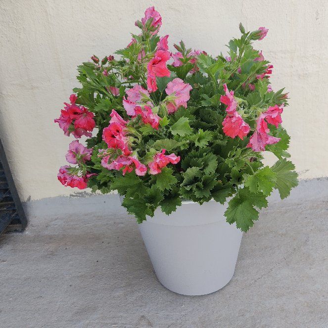 Photo of the plant species Muškát by @LadyLentilvetch named Navajo on Greg, the plant care app