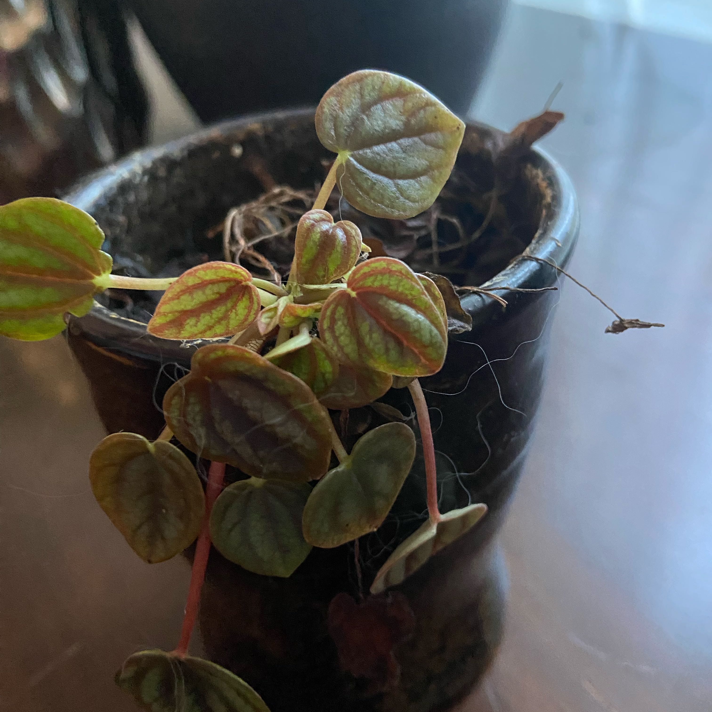 Photo of the plant species Peperomia Dwarf Watermelon by @Care named Watermelon peperomia on Greg, the plant care app