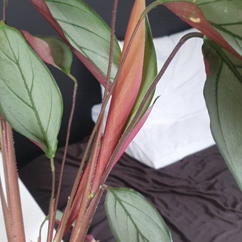 Photo of the plant species calathea exotica by @KookyCacaotree named Lola on Greg, the plant care app