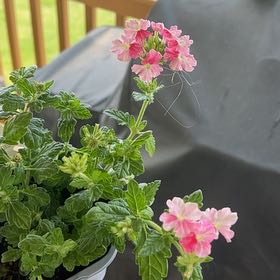 Photo of the plant species Superbena Sparkling Rose Verbena by @WhollyLentil named McKinley n' Jac on Greg, the plant care app