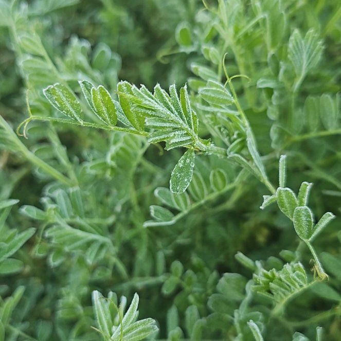 Photo of the plant species Chickpea Milkvetch by @ChicKahikatea named Bella on Greg, the plant care app