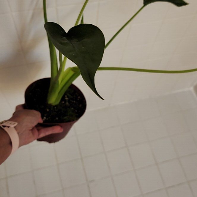 Photo of the plant species Cunjevoi by @PromptDovetree named Sherlock on Greg, the plant care app