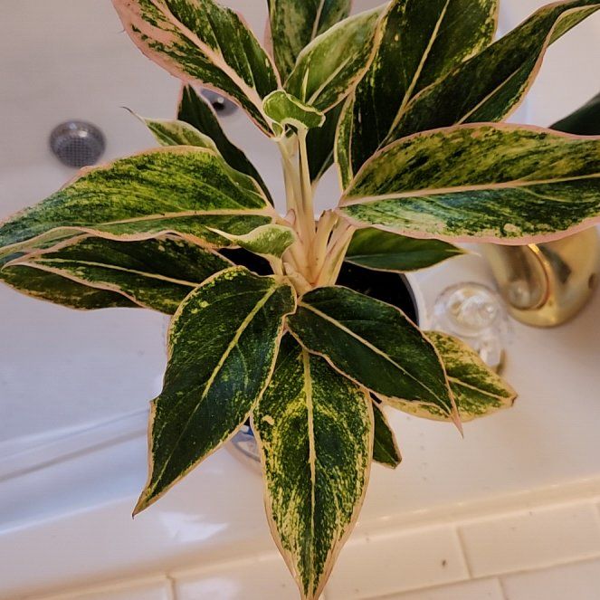 Photo of the plant species Pink Princess Aglaonema by @PromptDovetree named Luna on Greg, the plant care app