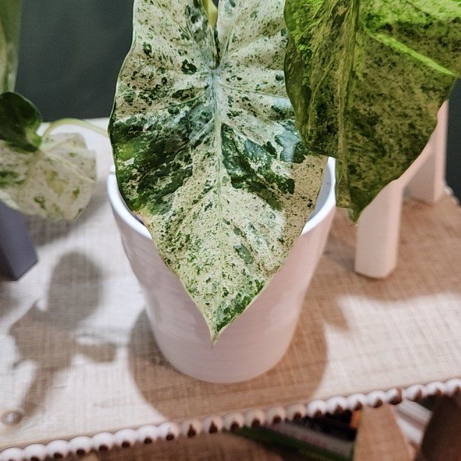 Photo of the plant species Alocasia Odora Variegated Aurea by @PromptDovetree named Daphne on Greg, the plant care app