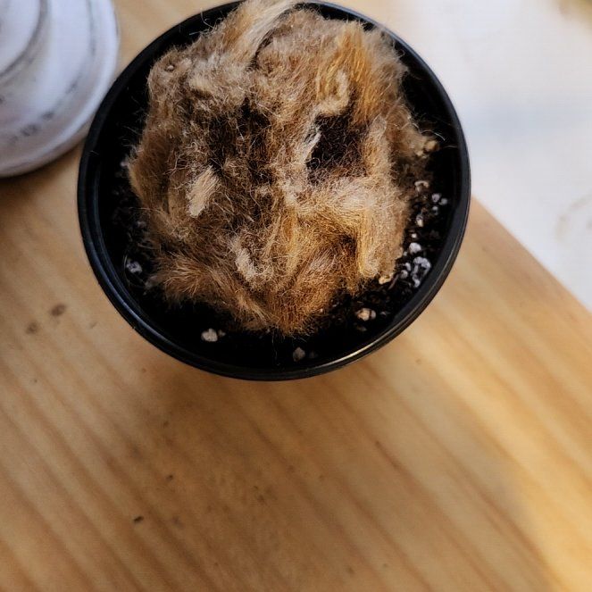 Photo of the plant species Scythian-Lamb by @PromptDovetree named Coco on Greg, the plant care app