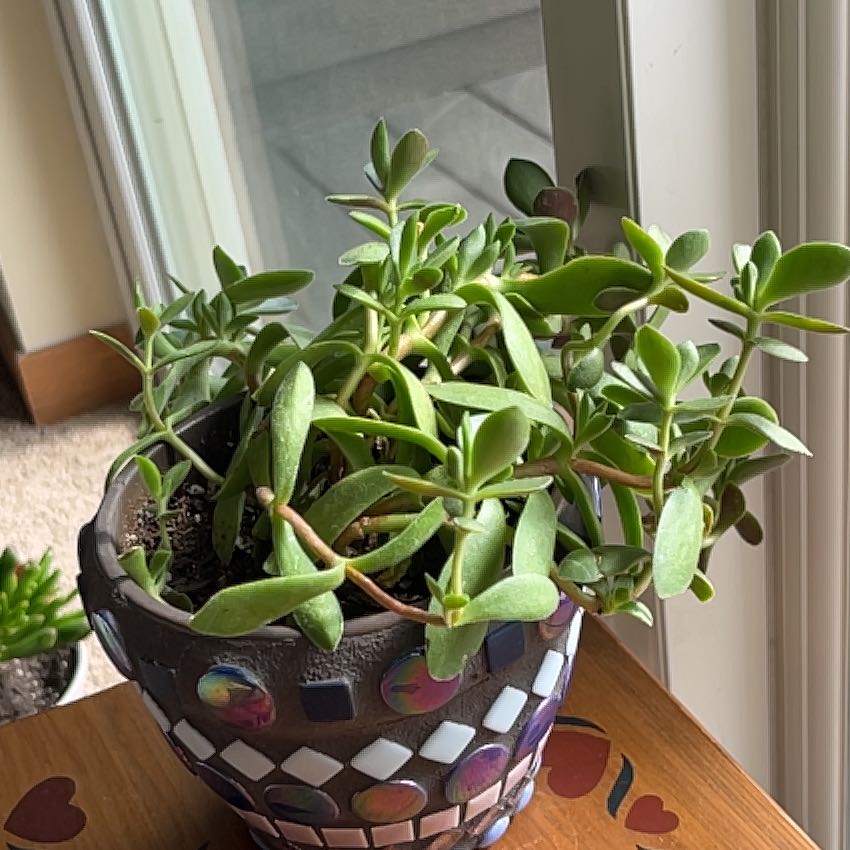 Planty
