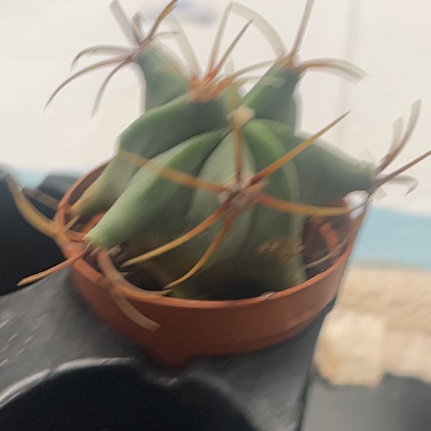 Photo of the plant species Ferocactus histrix by @CalmEmoryoak named Harmony on Greg, the plant care app