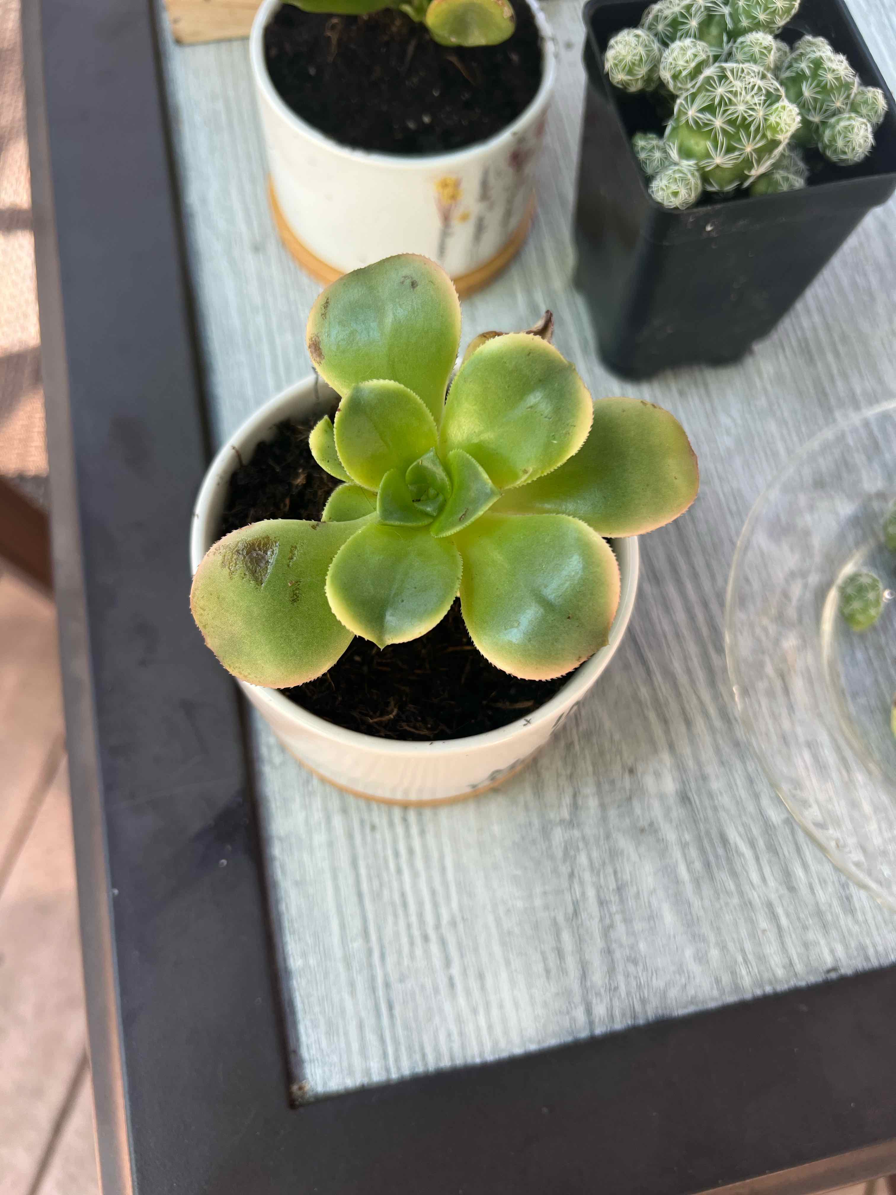 Photo of the plant species Aeonium 'Sundancer' by @JazzyJoshuatree named Bella on Greg, the plant care app