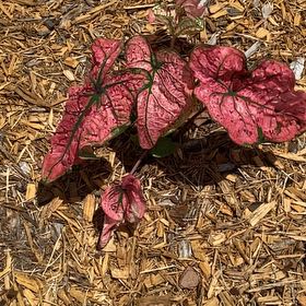 Photo of the plant species Splash of Wine Caladium by @SavoryMuntingia named Morgan Treeman on Greg, the plant care app
