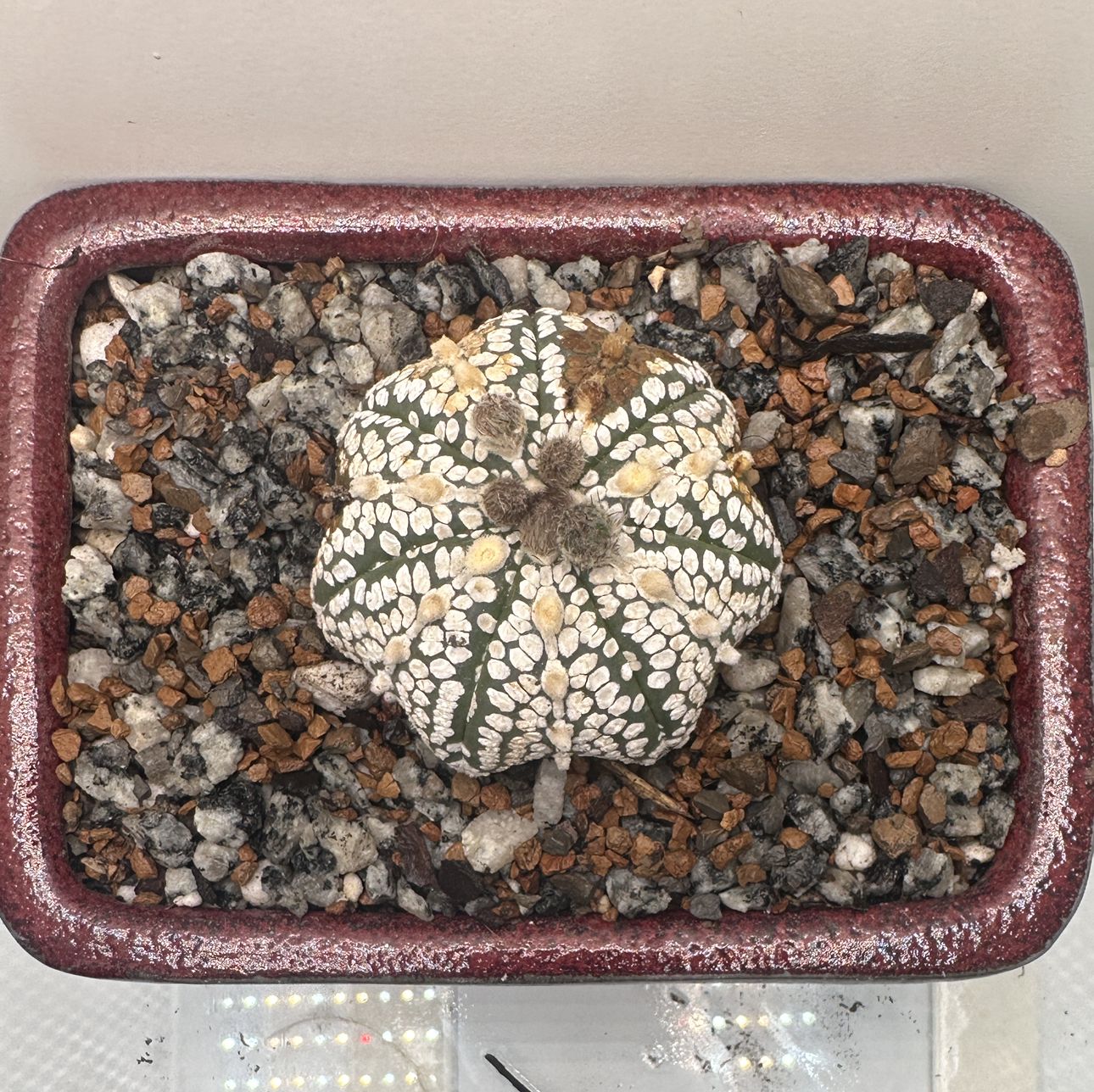 Photo of the plant species Astrophytum 'Super Kabuto' by @Plantaddict02 named LiloStitch on Greg, the plant care app