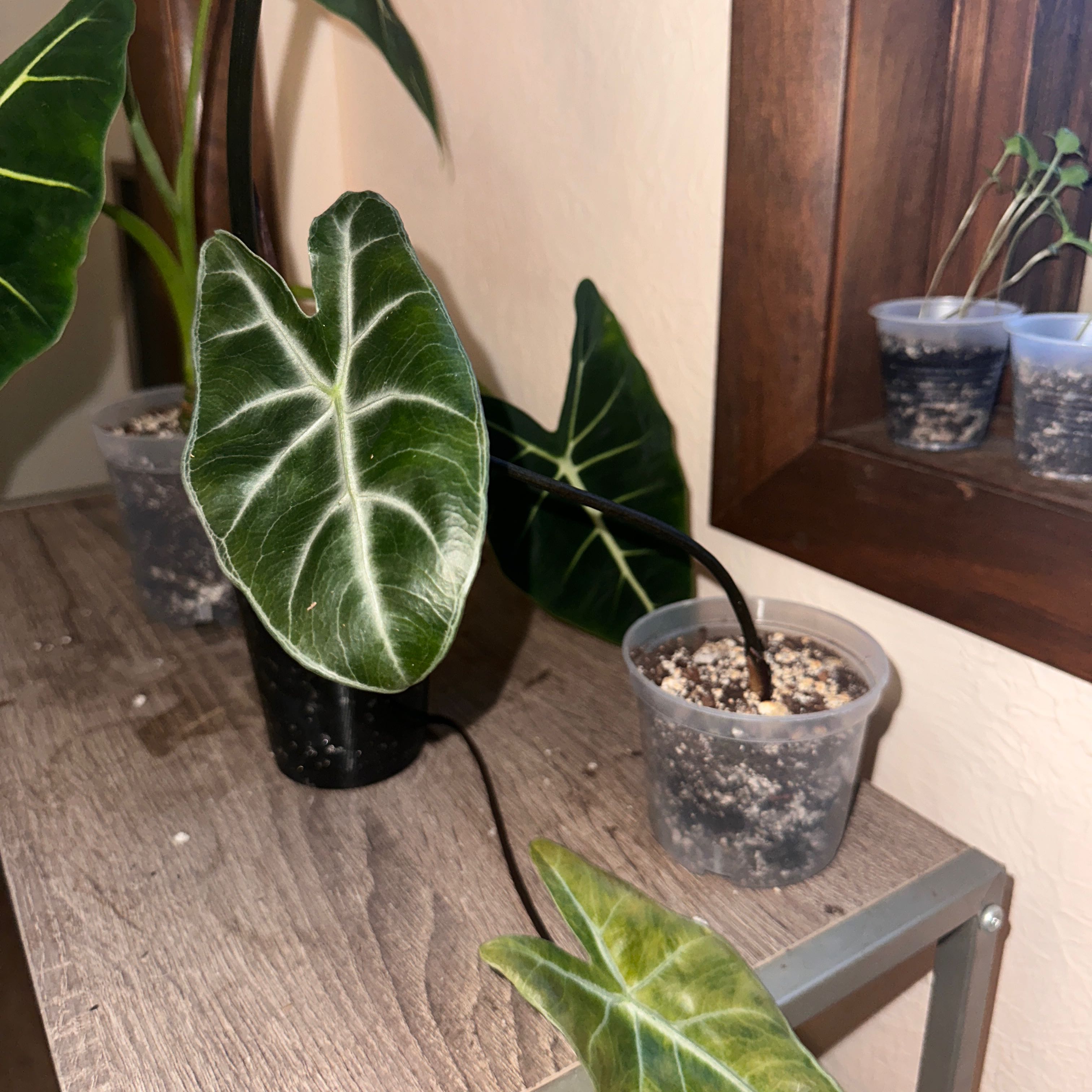 Photo of the plant species alocasia black zebrina by @Plantaddict02 named Zebra nubbin on Greg, the plant care app