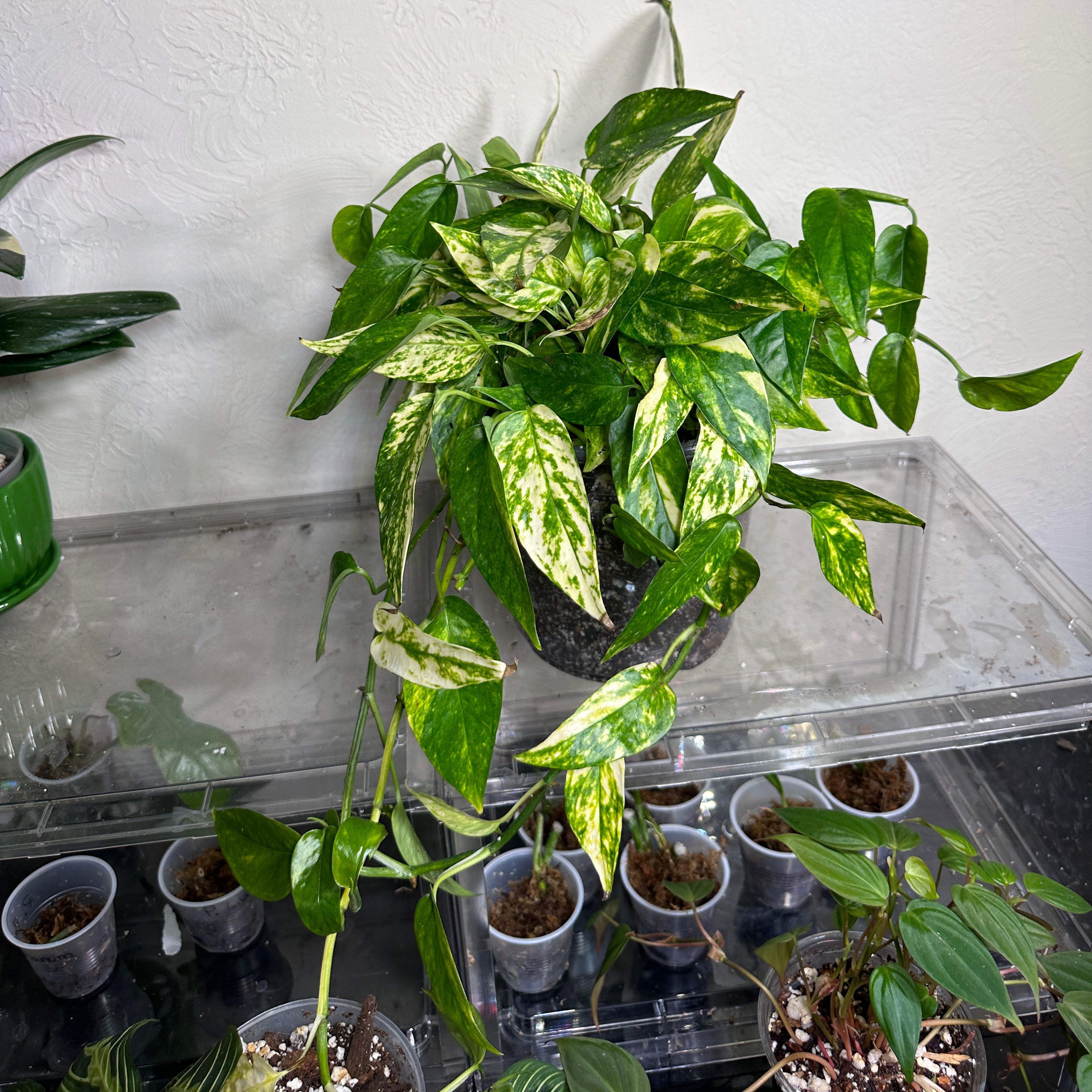 Photo of the plant species Variegated Neon Pothos by @Plantaddict02 named Veruca on Greg, the plant care app