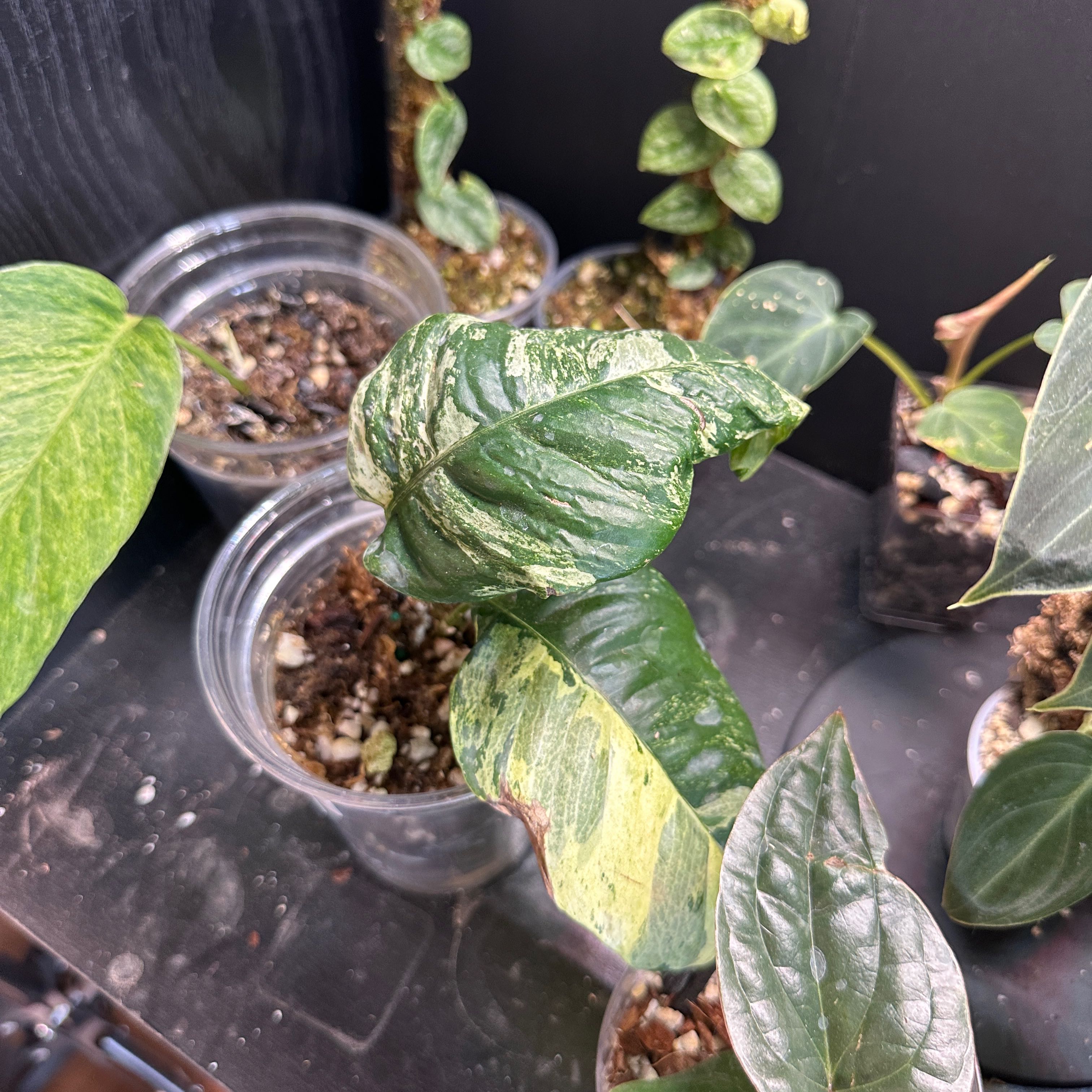 Photo of the plant species Rhaphodorphia puberela by @Plantaddict02 named Diana on Greg, the plant care app