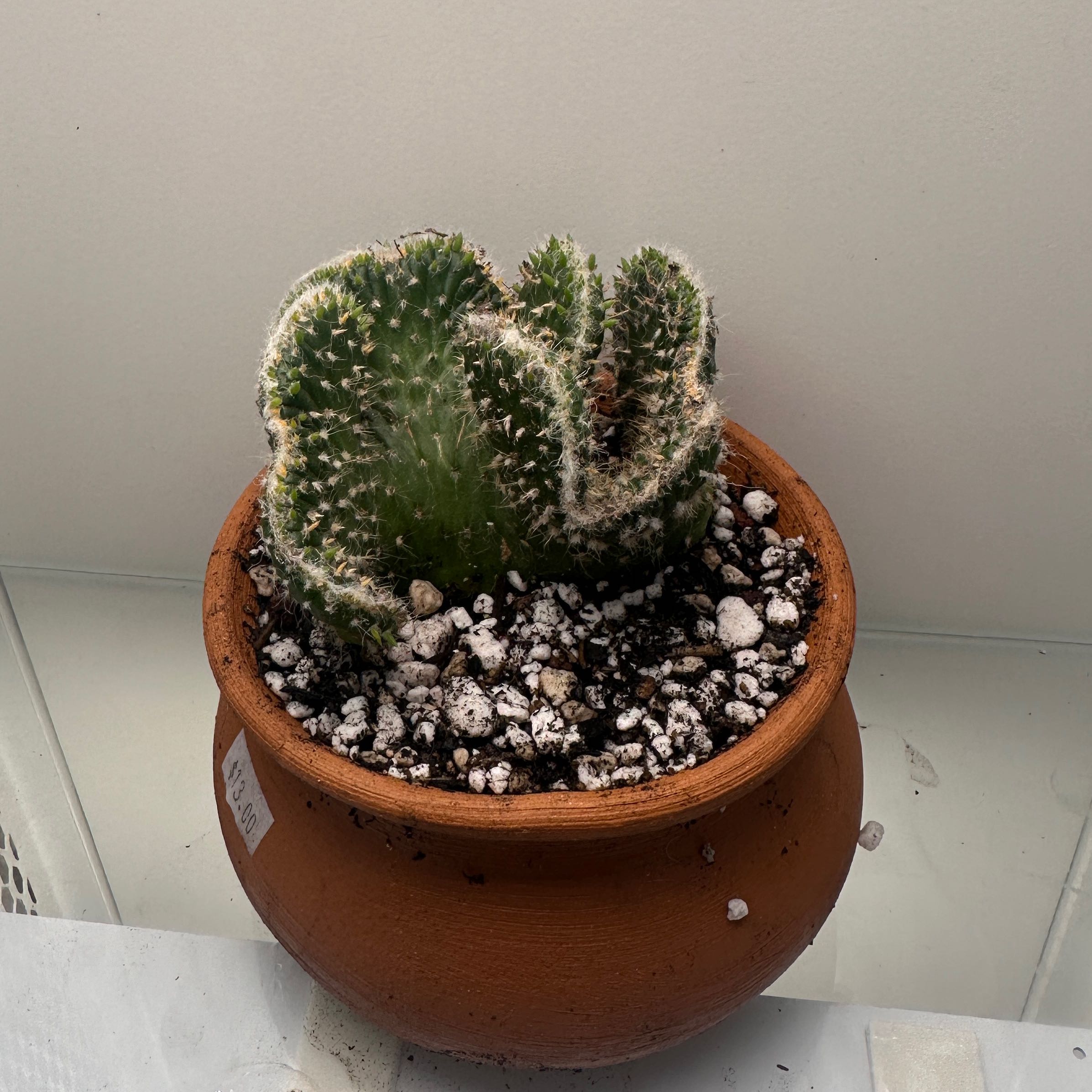 Photo of the plant species Austrocylindropuntia subulata f. cristata 'Snow Ridge' by @Plantaddict02 named Figyonce on Greg, the plant care app