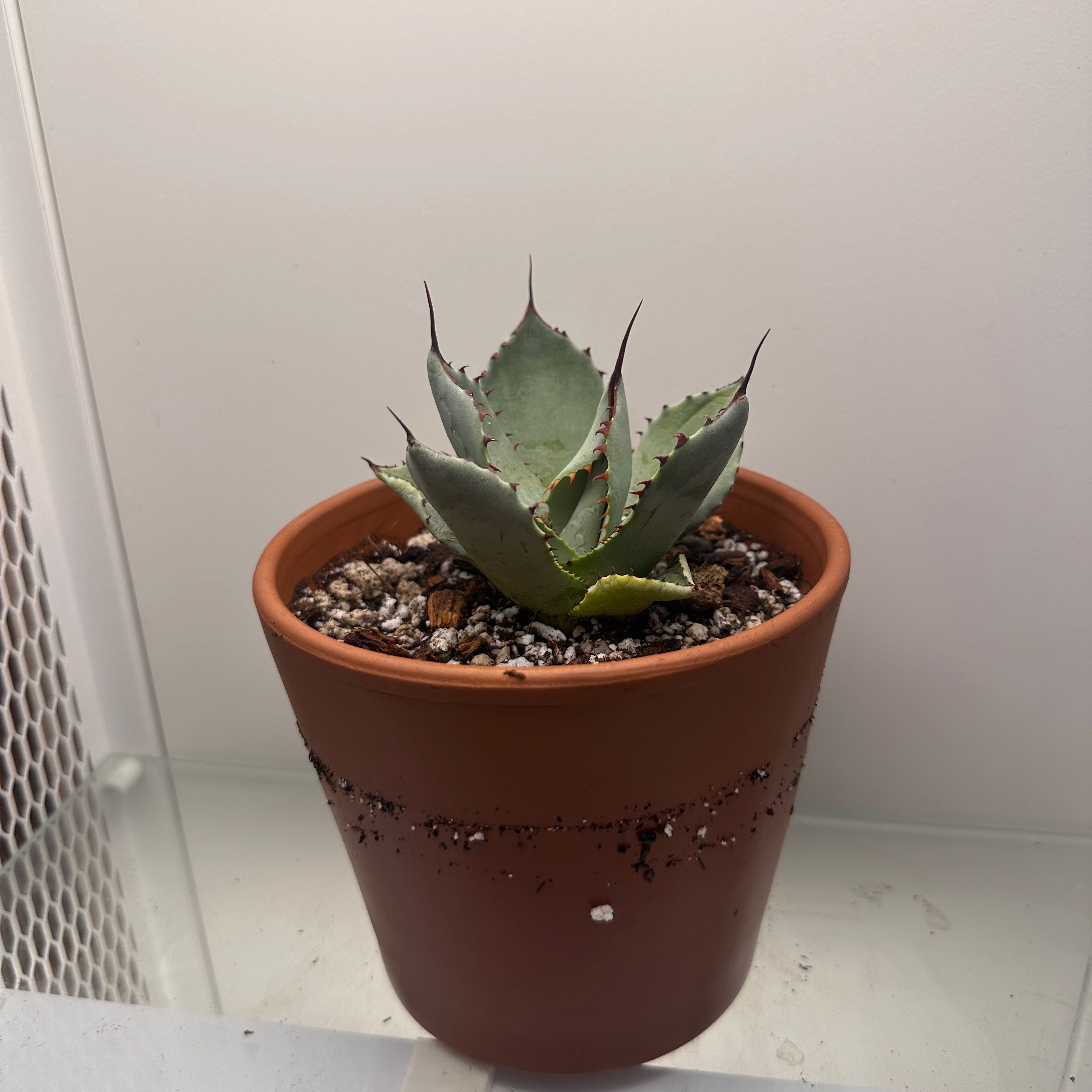 Photo of the plant species Variegated Century Plant by @Plantaddict02 named Lebron on Greg, the plant care app