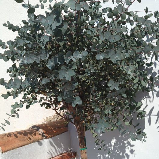 Photo of the plant species Silver Drop Eucalyptus by @FriendlyPokaka named Emerson on Greg, the plant care app