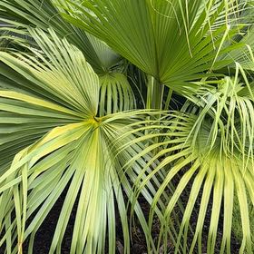 Photo of the plant species Chinese Fan Palm by @BriskCrowgarlic named Aria on Greg, the plant care app