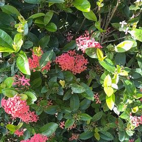 Photo of the plant species Flame of the Woods by @BriskCrowgarlic named Doja Cat on Greg, the plant care app