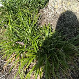 Photo of the plant species Big Blue Lilyturf by @BriskCrowgarlic named Cleopatra on Greg, the plant care app