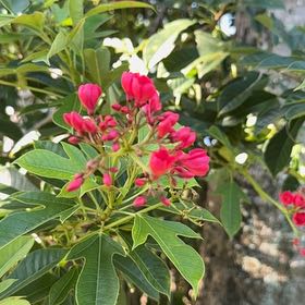 Photo of the plant species Spicy Jatropha by @BriskCrowgarlic named Terra on Greg, the plant care app