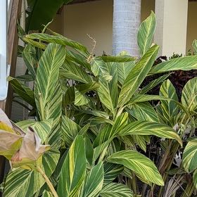 Photo of the plant species Variegated Shell Ginger by @BriskCrowgarlic named Zeus on Greg, the plant care app