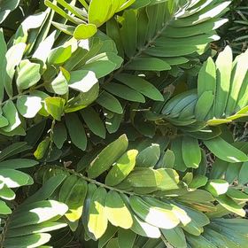 Photo of the plant species Cardboard Palm by @BriskCrowgarlic named Zion on Greg, the plant care app