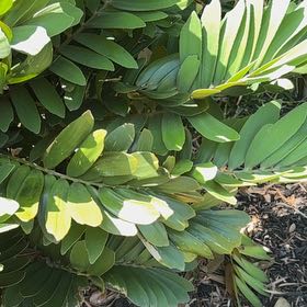 Photo of the plant species Cardboard Palm by @BriskCrowgarlic named Sigmund on Greg, the plant care app